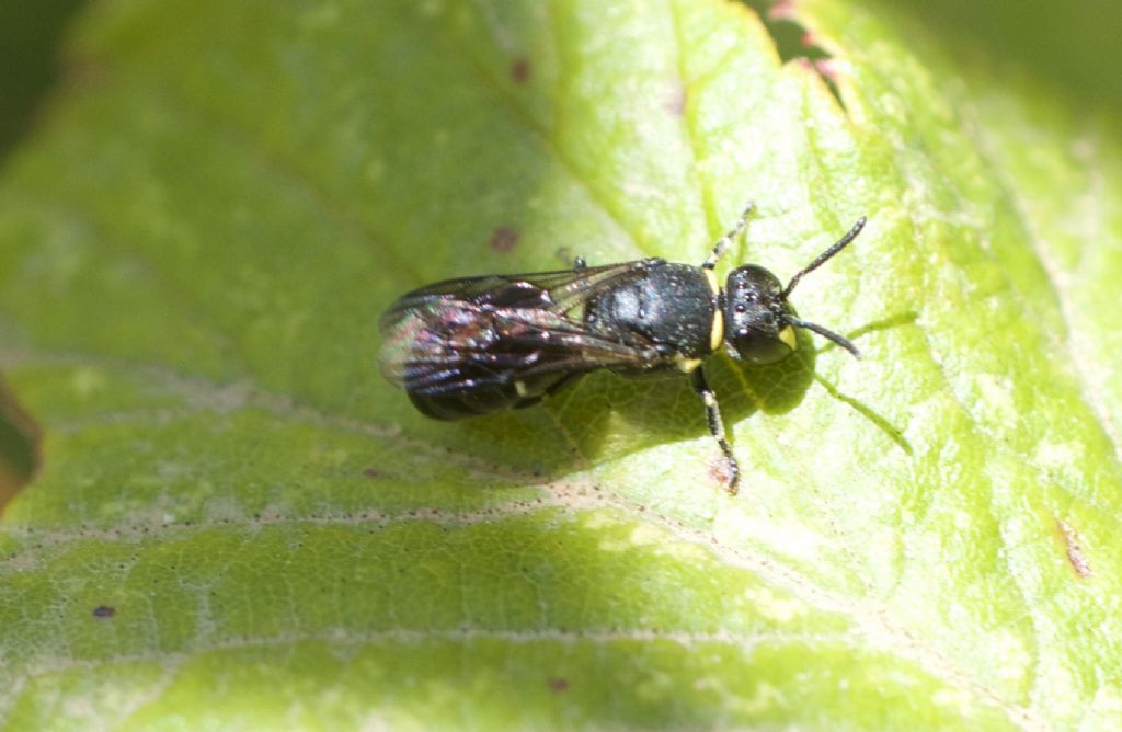 Hylaeus sp?